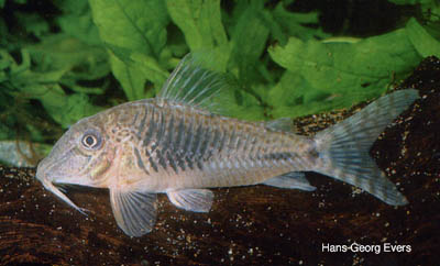 Corydoras sp. C116